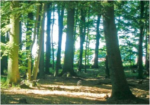 Segeberger 1-300x209 in 